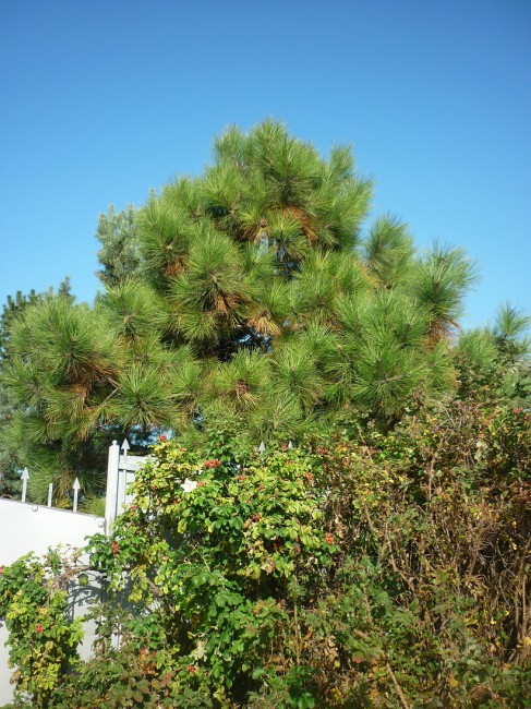 P1270757+.jpg