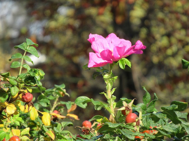 IMG_5807_1.jpg
