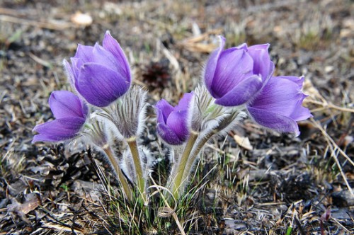 photobratsk-ru_forge2006_159406.jpg