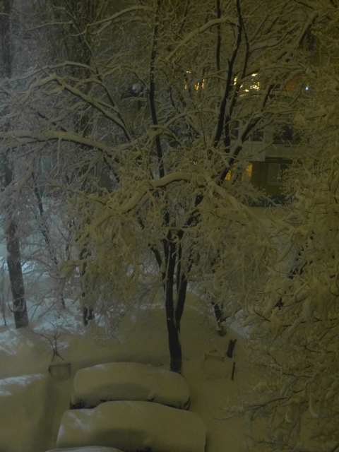P1170768-1.JPG