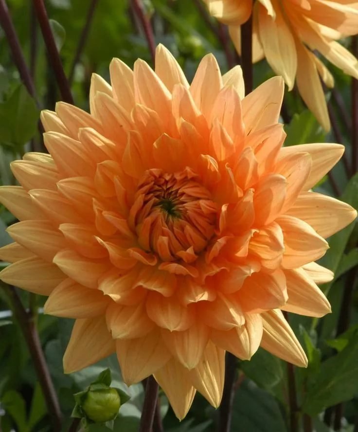 s1200.jpg