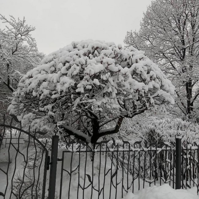 клен татарский зонтик под снегом.jpg