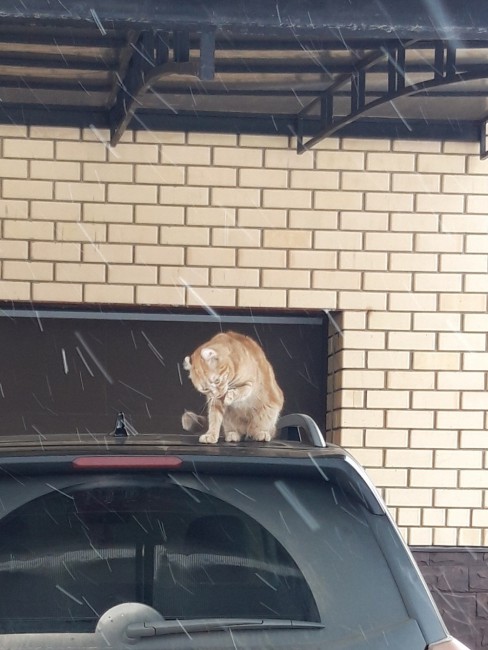 Доброе утро Симба моет ноги.jpg