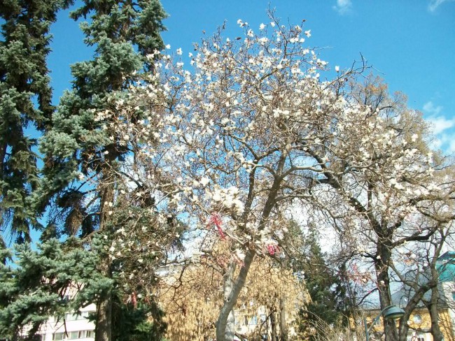 101_8251.JPG