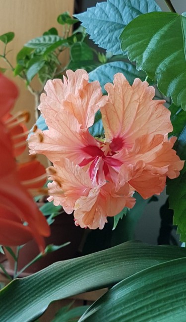 20190405_132039.jpg