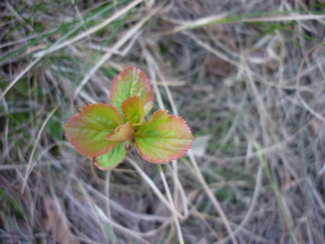 P1280517+.jpg
