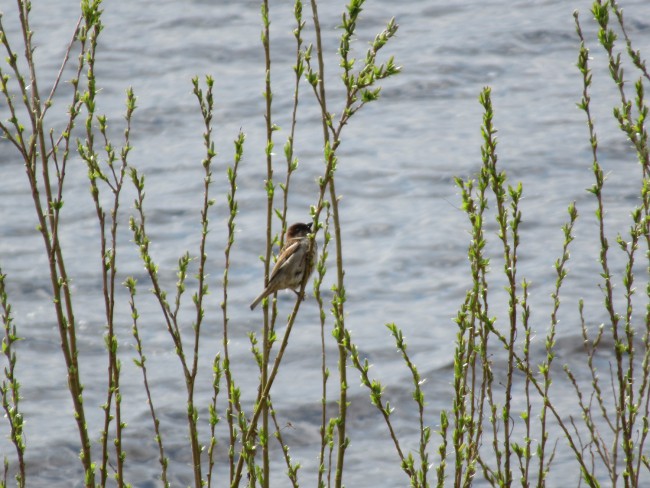 IMG_9051_1.jpg