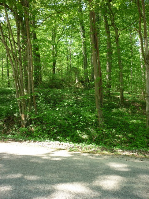 P1290189+.jpg