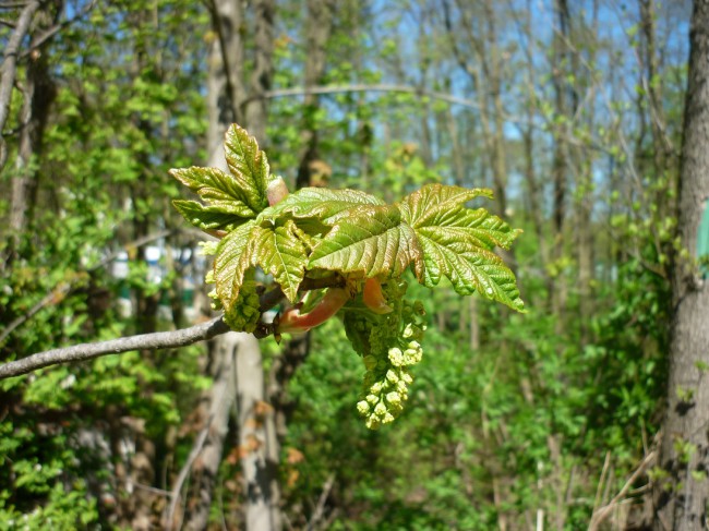 P1290220+.jpg