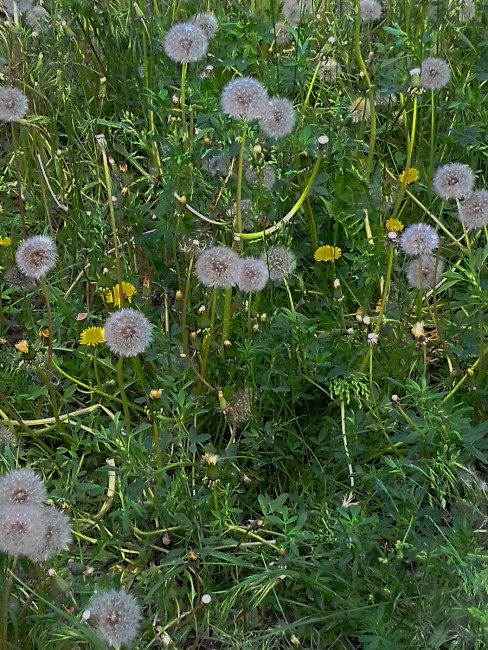 20190515_152523[1]_обработано.jpg