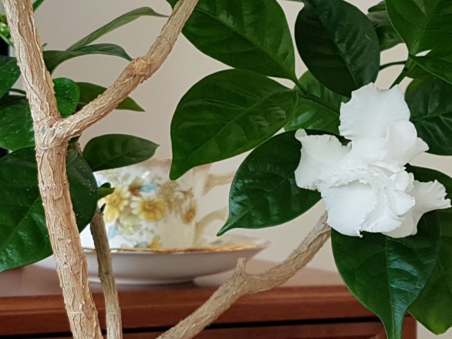 20190513_203950.WDCz1.jpg