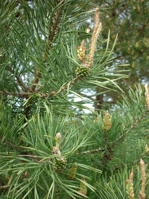 P1290363+.jpg