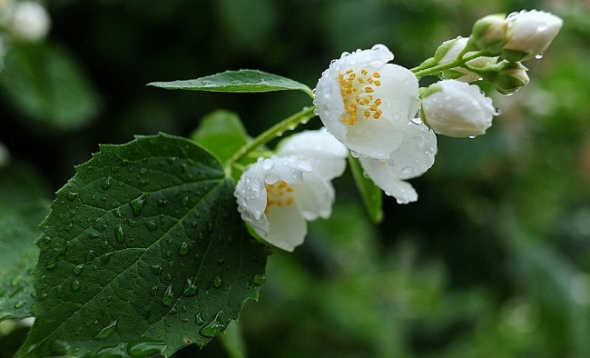 jasmin 3.jpg