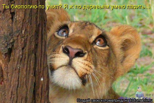 лев.jpg