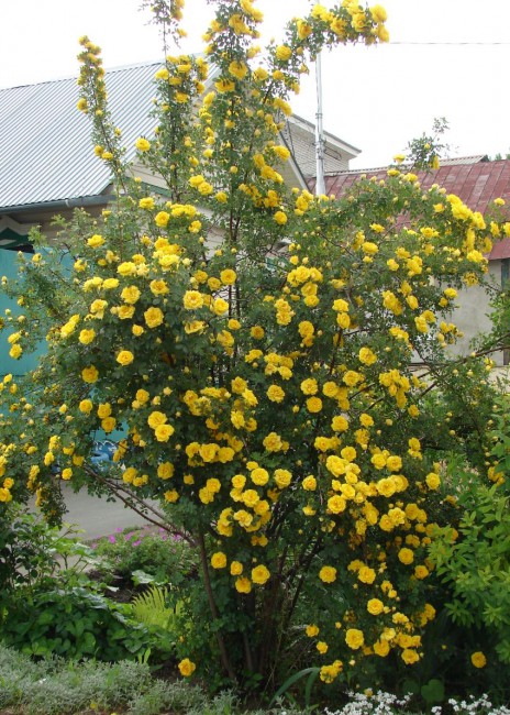 роза фетида персиана  - R. foetida persiana в палисаднике на ул.Танкистов