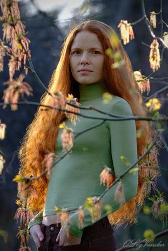 из огненной стаи.jpg