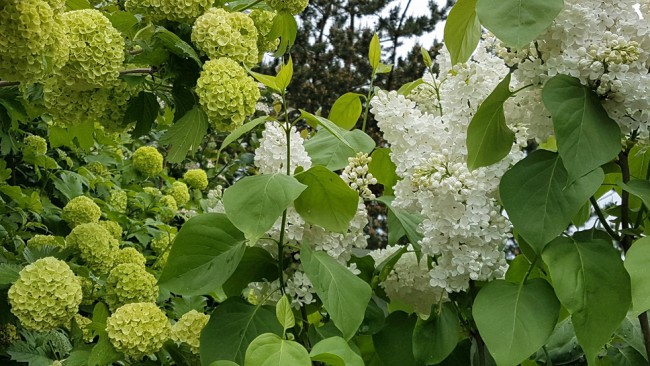 20190602_141237.PNt2c.jpg