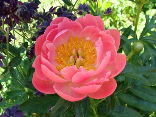 paeonia_CCh-1.jpg