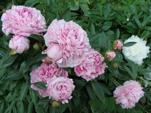 paeonia_SB-1.jpg