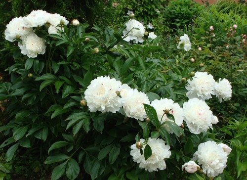 paeonia_FM-1.jpg