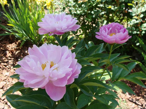 paeonia_PD-4.jpg