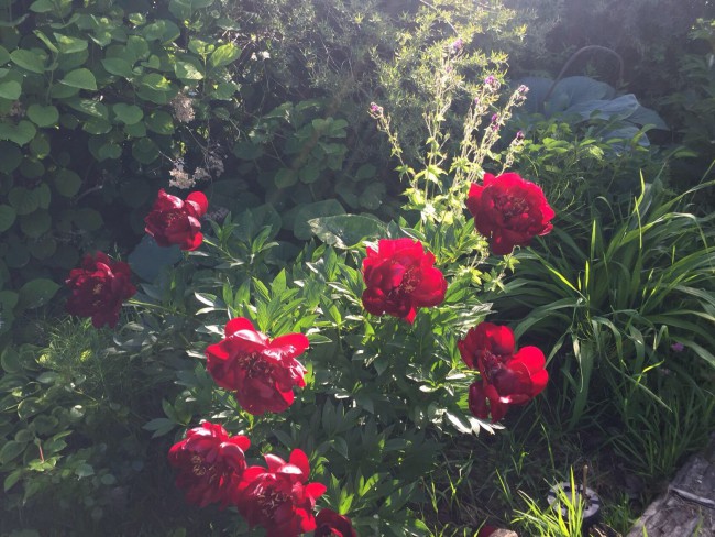 63DB475C-58E8-44DF-87CC-8B51B1AE5DE1.jpeg