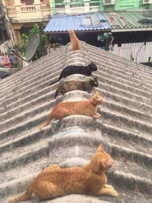 кошки 6.jpg