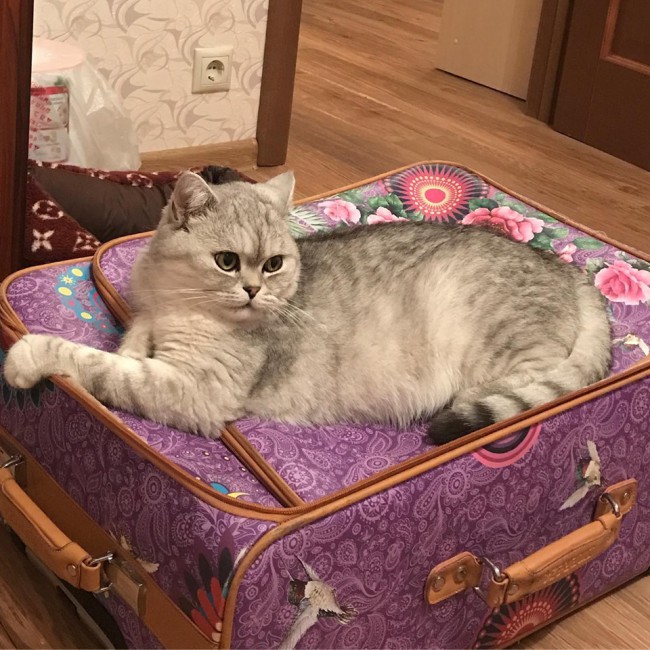 котик.jpg