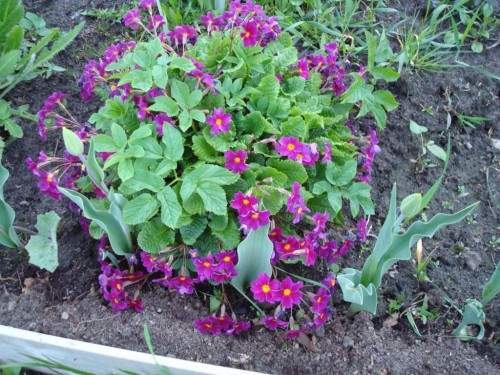 DSC00958сж.JPG