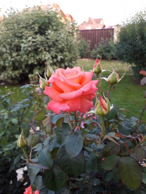 20190725_194545.jpg
