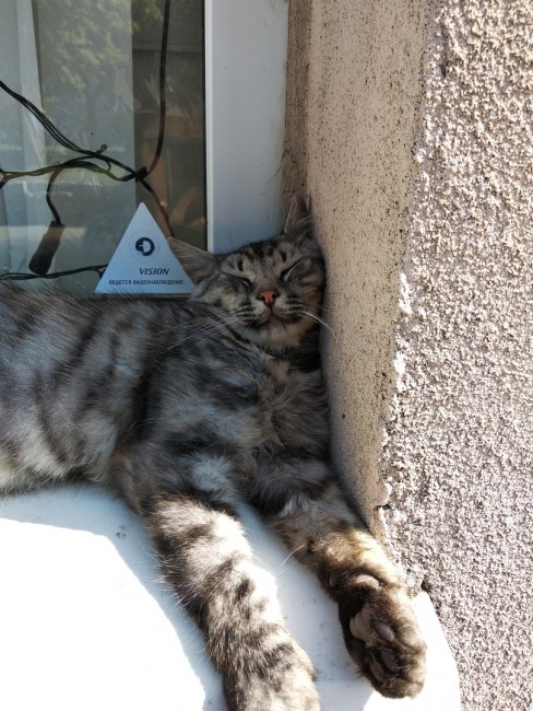 котик.jpg