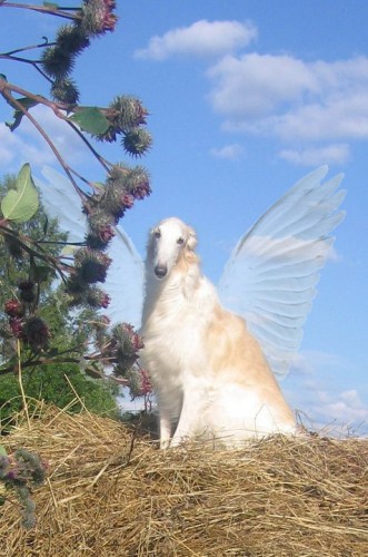 Азар ангел 1.jpg