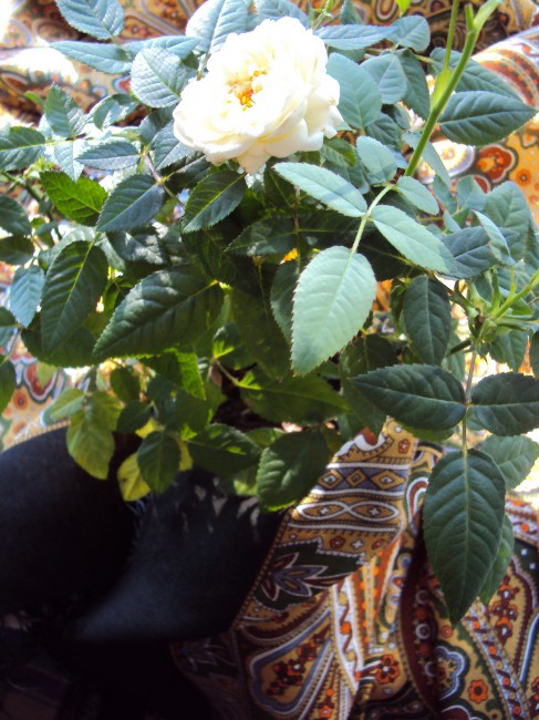 Классика.JPG