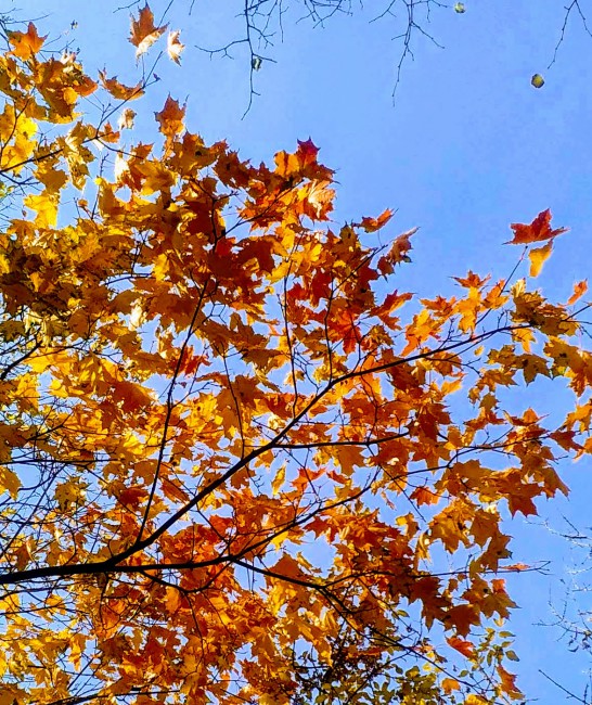 IMG_20191003_105142.jpg