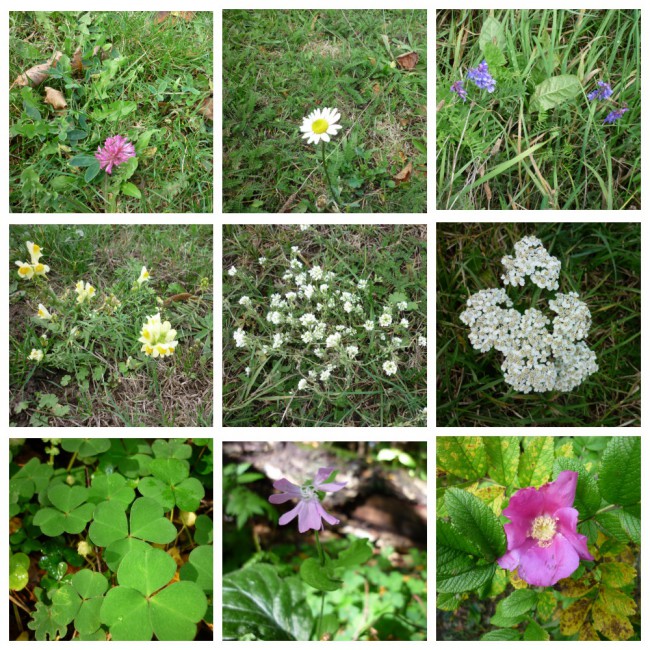 MyCollages (48).jpg
