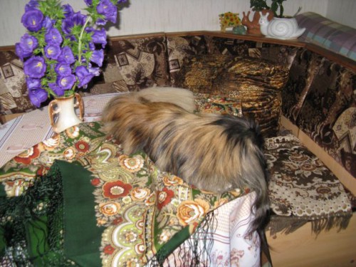 Посадский -10.