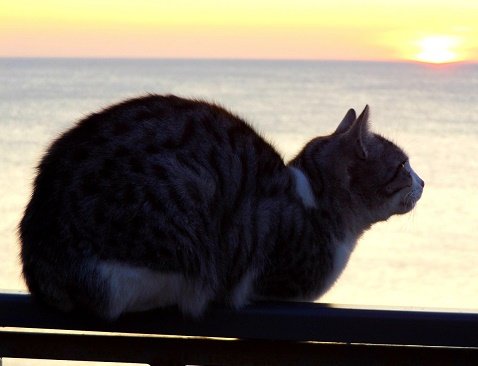 Кошка и море