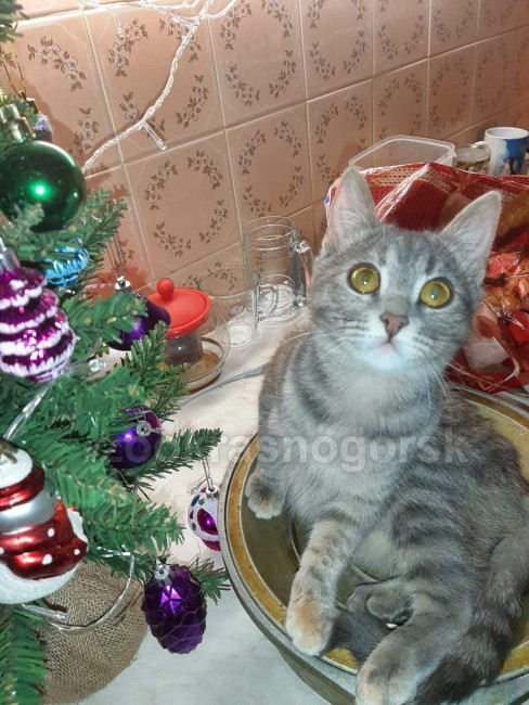 Тима