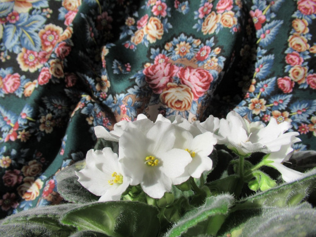 IMG_6527_2.jpg