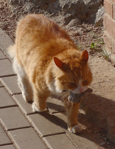 кот-охотник.jpg