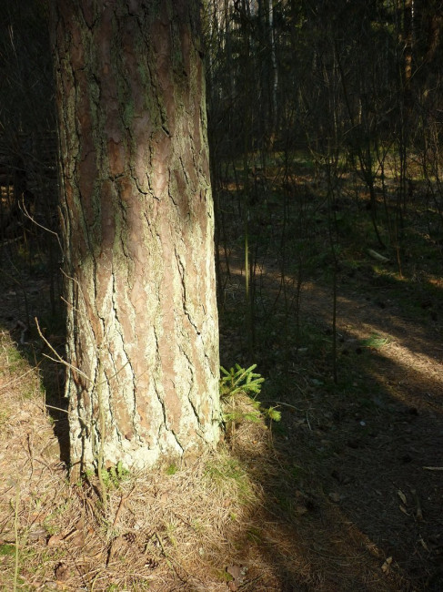 P1310915+.jpg