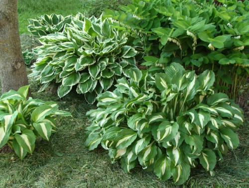 hosta_M-1.jpg