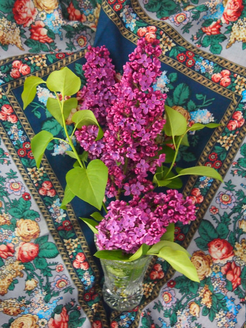 Сирень в Сирени