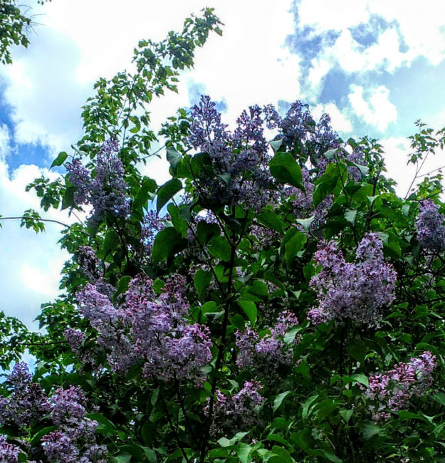IMG_20200528_134551.jpg