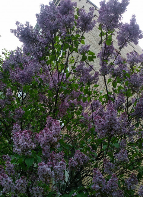 IMG_20200528_131347.jpg