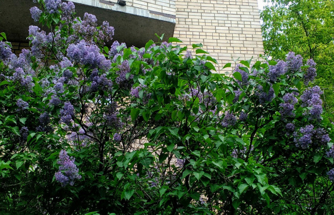 IMG_20200528_124856.jpg