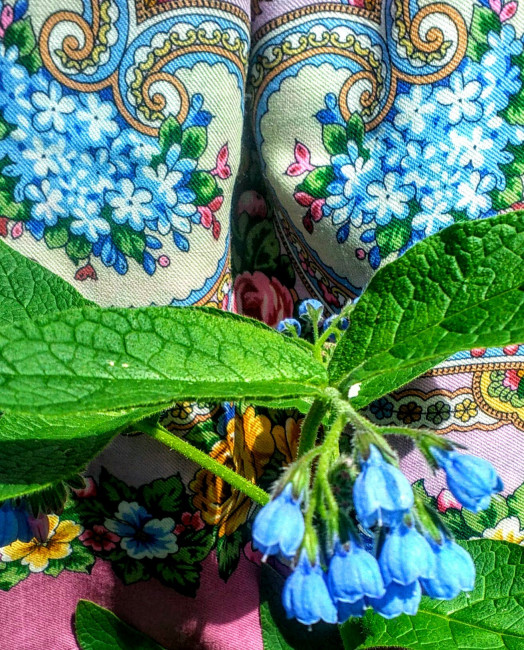 Огуречная трава