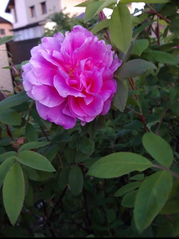20200605_221811.jpg