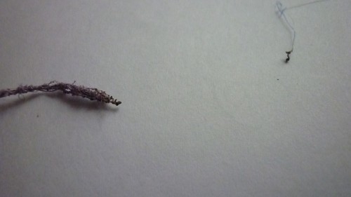 P1030894.JPG