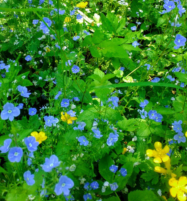 Нежное